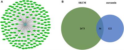 Anti-proliferative and pro-apoptotic effects of curcumin on skin cutaneous melanoma: Bioinformatics analysis and in vitro experimental studies